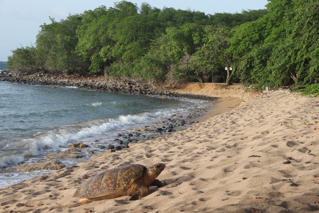guadeloupe-guide-de-voyage-1