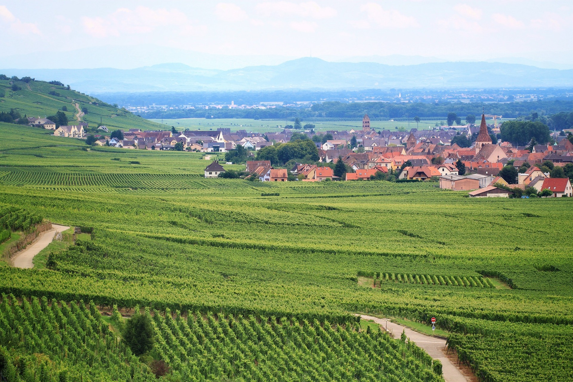 Amoureux à la vigne