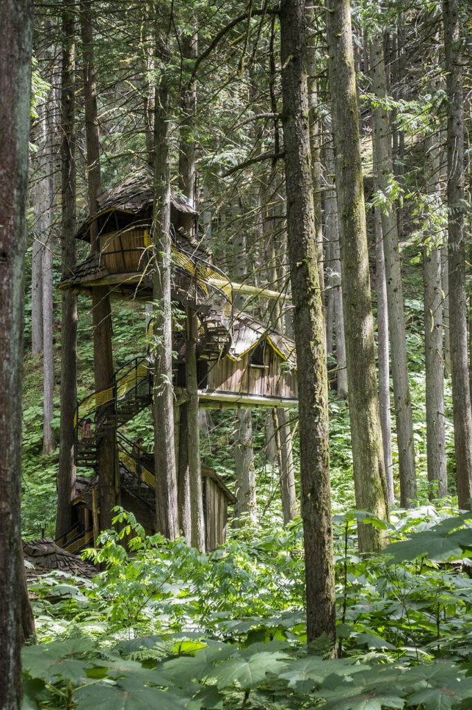 Cabane dans les arbres