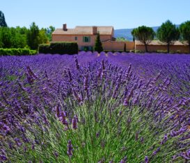Gîtes de luxe en Provence pour seniors en couple ou célibataires