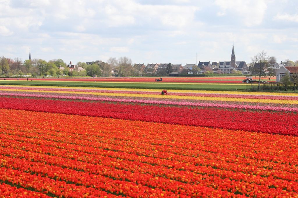 Chhamp de Tulipe